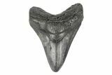 Fossil Megalodon Tooth - South Carolina #190220-2